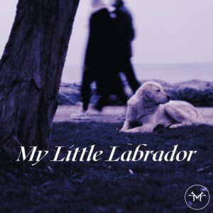 My Little Labrador